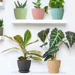 Plastic Round Flower Pots for Home Planters