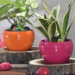 Combo of Classic Plant Bowls - Orange with Maroon